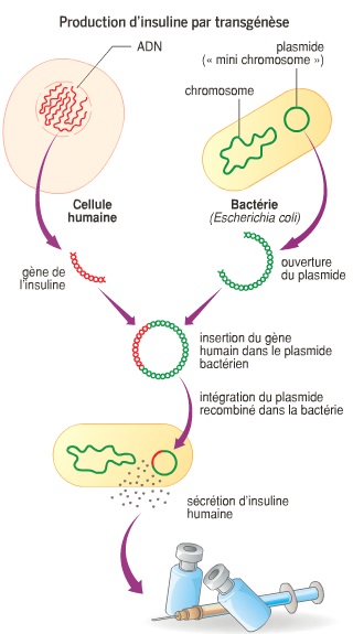 Schéma représentatif de la biosynthèse de l'insuline par la transgénése  